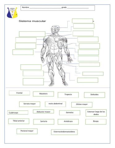 Sistema muscular