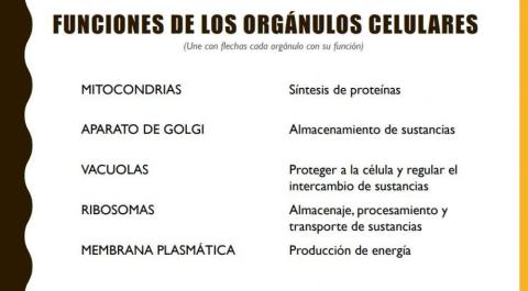 Funciones de los orgánulos celulares