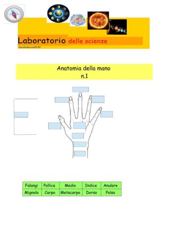 ANATOMIA DELLA MANO N.1