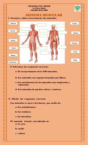 Sistema muscular