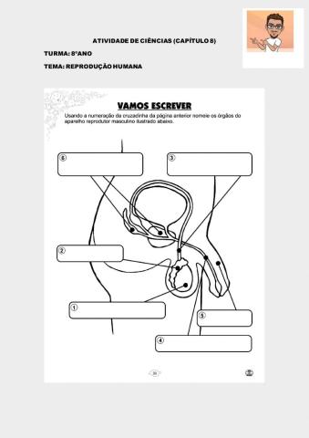 Sistema genital masculino