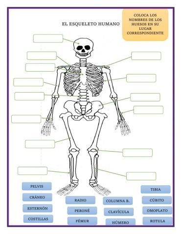 Los huesos que nos sostienen