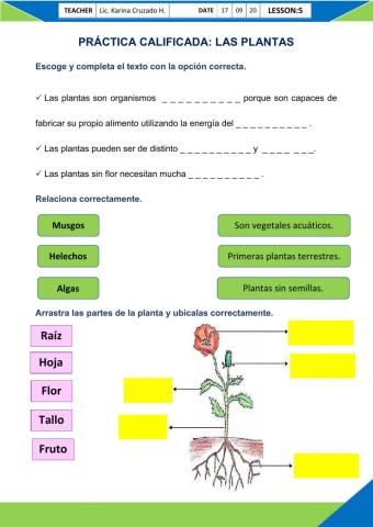 Las plantas