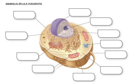 Zelula Eukariota