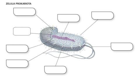 Zelula Prokariota