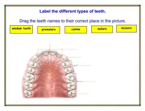 Types of teeth and their function