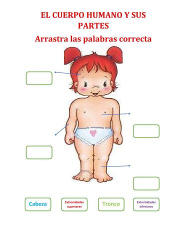 Partes del cuerpo humano niños