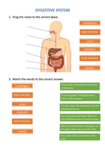 Digestive system