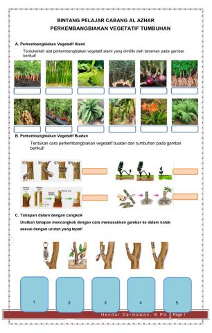 Perkembangbiakan Vegetatif Tumbuhan