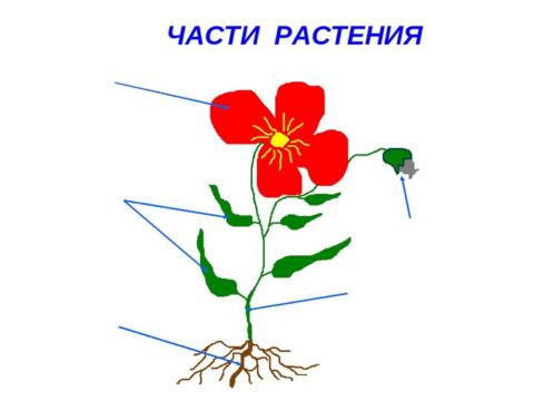 Части растения 1 класс