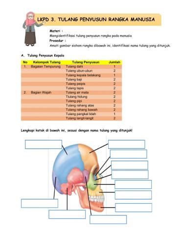 Tulang-Tulang Penyusun Rangka Manusia