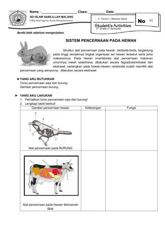 Pencernaan Makanan pada Hewan