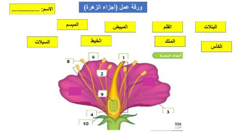 اجزاء الزهرة