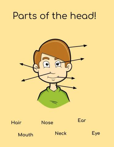 Parts of the head