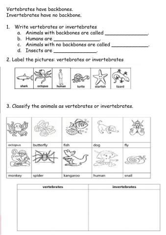 Vertebrates and Invertebrates