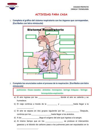 Sistema respiratorio