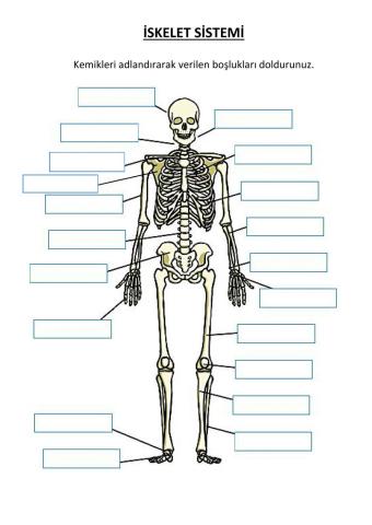 İskelet sistemi