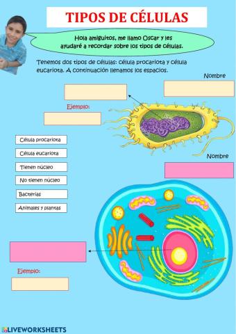 Tipos de células