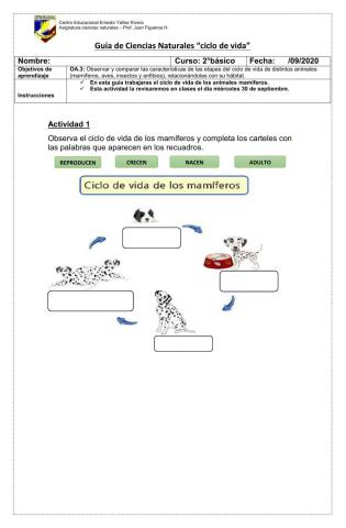 Ciclo de vida de los mamíferos