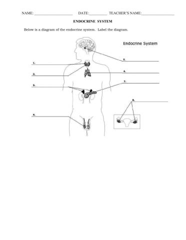 Endocrine review 