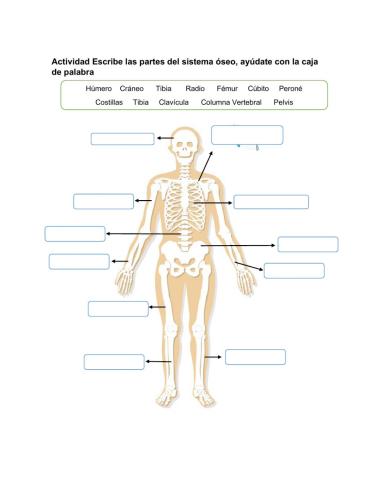 Sistema Óseo