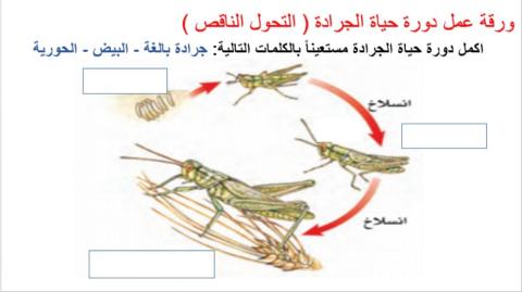 دورة حياة الجرادة