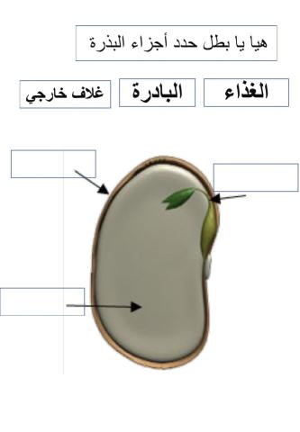 أجزاء البذرة