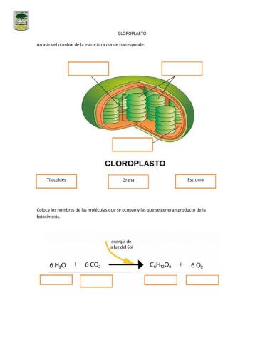 Partes del cloroplasto