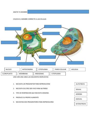 Partes de la celula