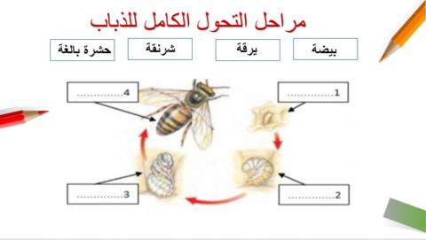 دورة حياة الذبابة