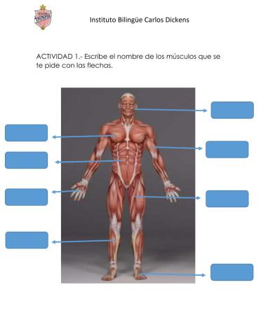 SISTEMA MUSCULAR-2