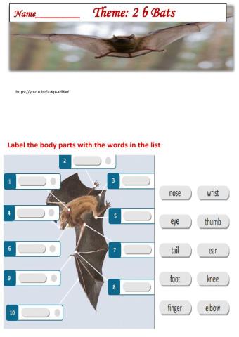 Action 11  Module 2.  Bats.  Made by Zhanar Habibullina