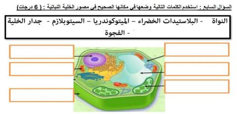 الخلية النباتية