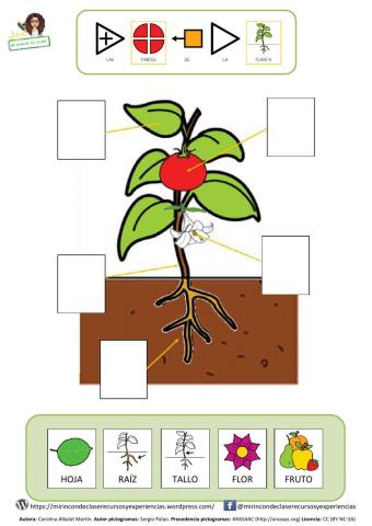 Las partes de las plantas