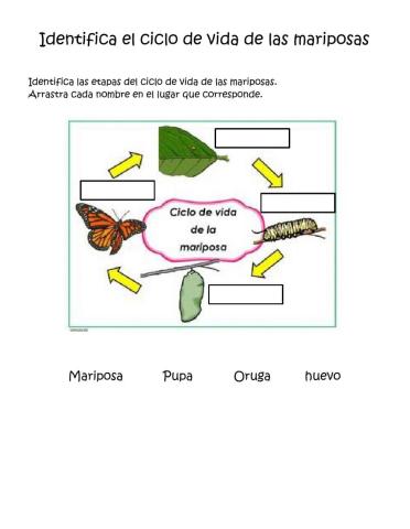 Ciclo de vida de las mariposas