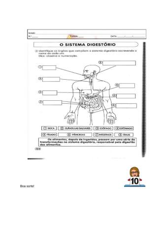 Revisão conteúdo - sistema digestório