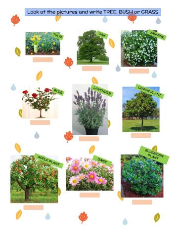 Classification of plants