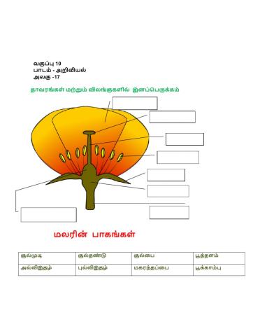 தாவரங்களில் இனப்பெருக்கம்