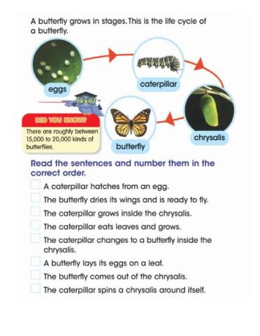 The life cycle of a butterfly