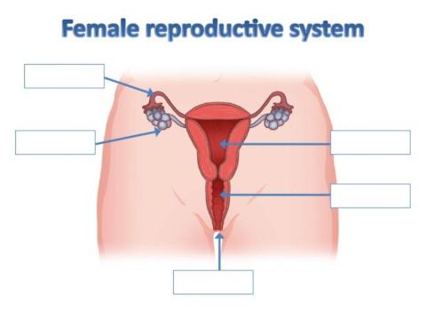 Female reproductive system