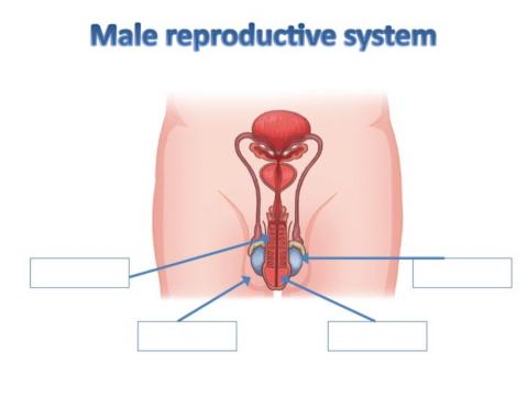 Male reproductive system