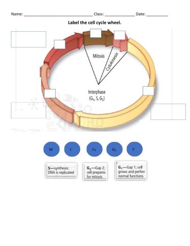 Cell Cycle Wheel