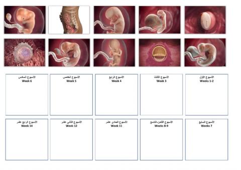 مراحل تكون الجنين
