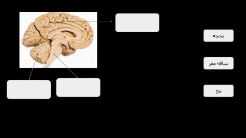 قسمت های مختلف مغز را نامگذاری کنید.