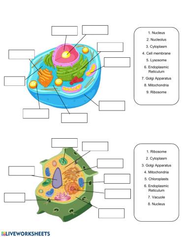 Cell Organelles