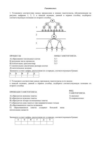 Гаметогенез