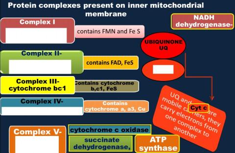 Complexes in Rlectron transport Chain