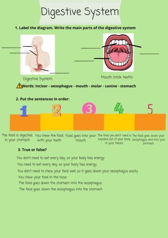 Digestive system