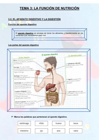 Aparato digestivo y digestión