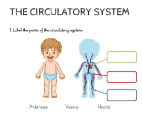 The circulatory system